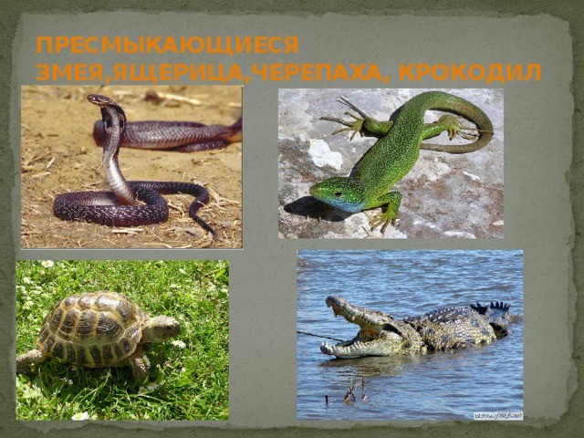 ПРЕСМЫКАЮЩИЕСЯ ЗМЕЯ,ЯЩЕРИЦА,ЧЕРЕПАХА, КРОКОДИЛ 