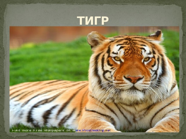 ТИГР 