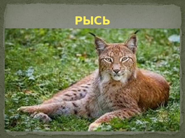 РЫСЬ 