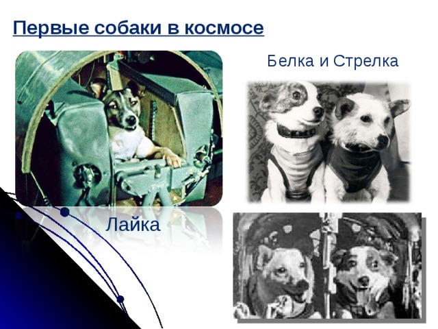 Первые собаки в космосе   Белка и Стрелка Лайка 