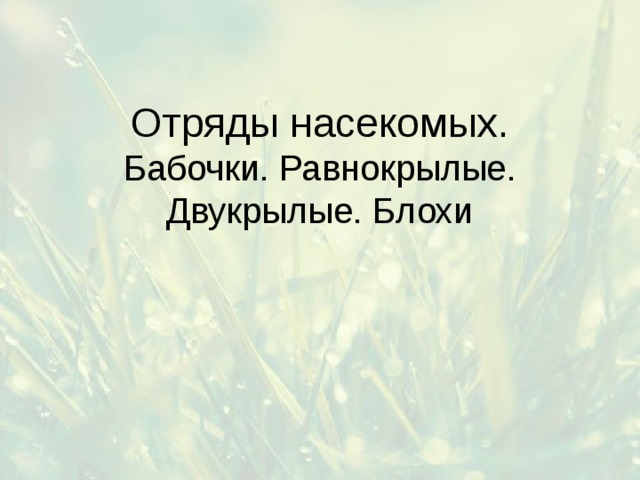Отряды насекомых.  Бабочки. Равнокрылые. Двукрылые. Блохи 