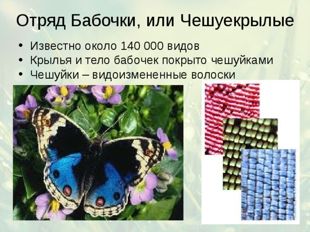 Отряд Бабочки, или Чешуекрылые Известно около 140 000 видов Крылья и тело бабочек покрыто чешуйками Чешуйки – видоизмененные волоски 