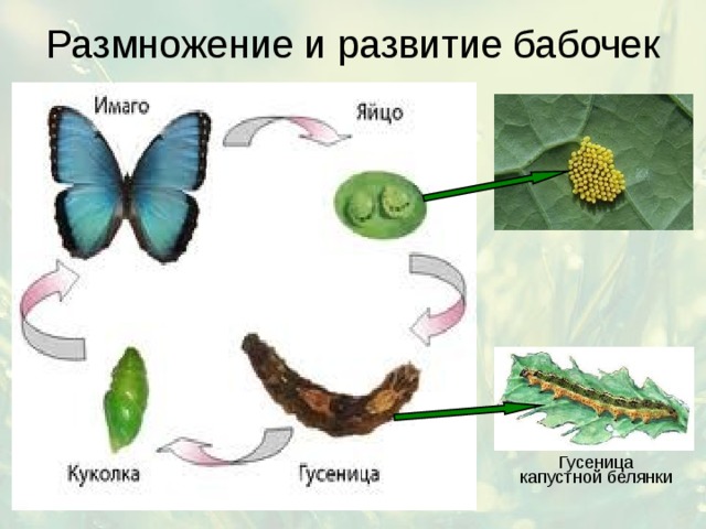 Размножение и развитие бабочек 