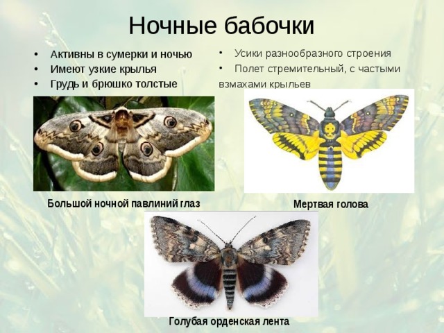Ночные бабочки Усики разнообразного строения Полет стремительный, с частыми взмахами крыльев Активны в сумерки и ночью Имеют узкие крылья Грудь и брюшко толстые Большой ночной павлиний глаз Мертвая голова Голубая орденская лента 