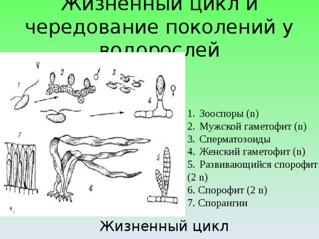 Жизненный цикл и чередование поколений у водорослей Зооспоры ( n ) Мужской гаметофит (n) Сперматозоиды Женский гаметофит (n) Развивающийся спорофит ( 2 n) 6. Спорофит (2 n) 7. Спорангии Жизненный цикл ламинарии 