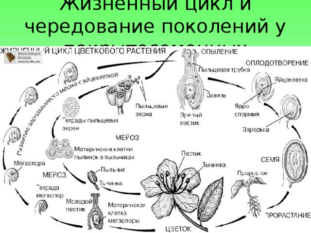 Жизненный цикл и чередование поколений у покрытосеменных 