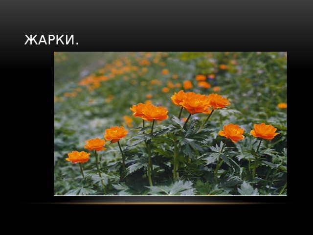Жарки. 