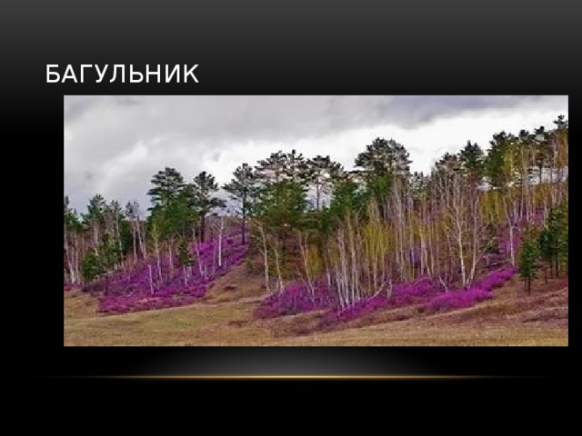 багульник 