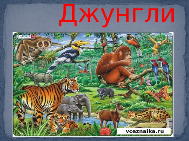  Джунгли 