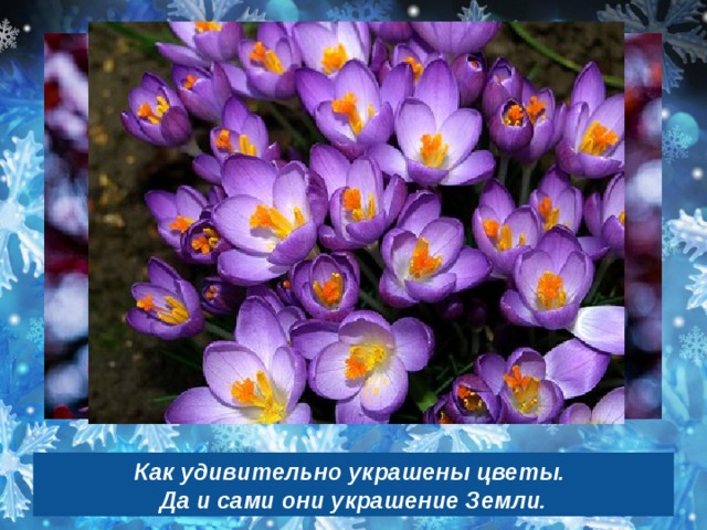 Как удивительно украшены цветы. Да и сами они украшение Земли. 