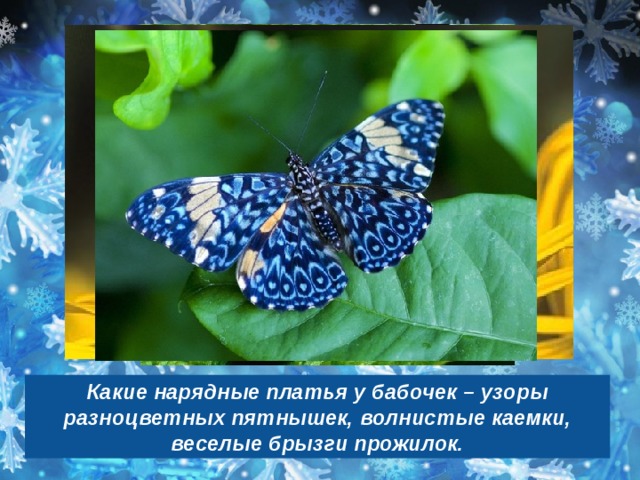 Какие нарядные платья у бабочек – узоры разноцветных пятнышек, волнистые каемки, веселые брызги прожилок. 