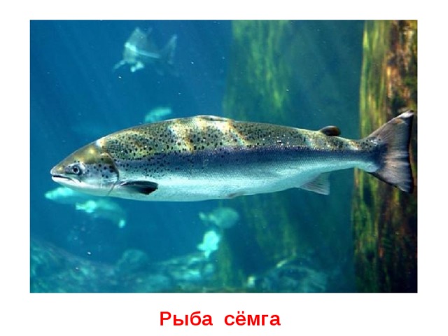 Рыба сёмга 