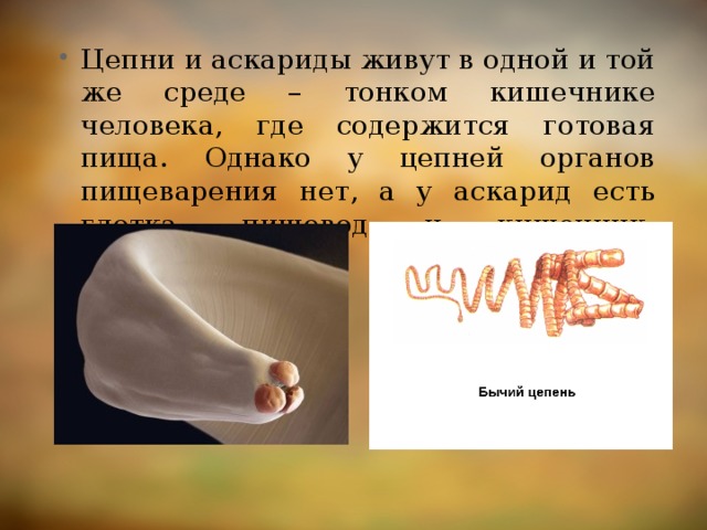 Цепни и аскариды живут в одной и той же среде – тонком кишечнике человека, где содержится готовая пища. Однако у цепней органов пищеварения нет, а у аскарид есть глотка, пищевод и кишечник. Почему? 