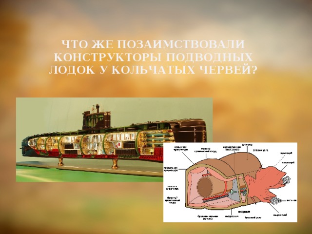 Что же позаимствовали конструкторы подводных лодок у Кольчатых червей?