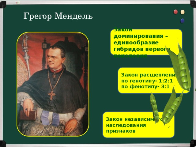 Грегор Мендель Закон доминирования – единообразие гибридов первого поколения Закон расщепления: по генотипу- 1:2:1 по фенотипу- 3:1 Закон независимого наследования признаков