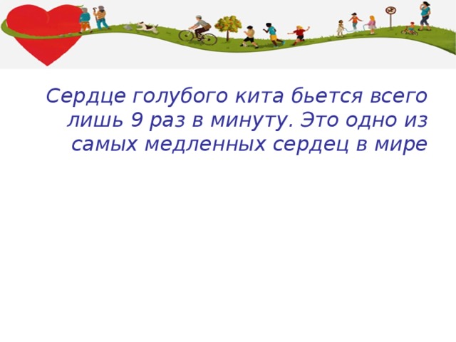 Сердце голубого кита бьется всего лишь 9 раз в минуту. Это одно из самых медленных сердец в мире 