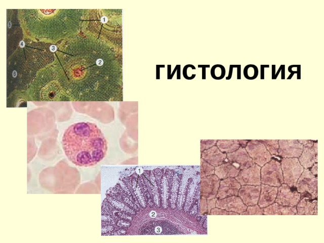 гистология 