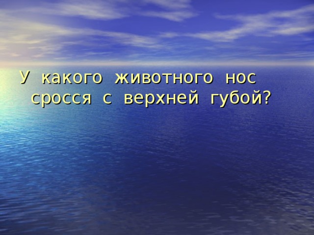 У какого животного нос сросся с верхней губой? 