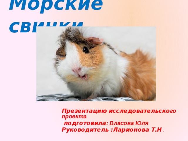 Морские свинки Презентацию исследовательско го  проекта  подготовила : Власова Юля  Руководитель :Ларионова Т.Н . 