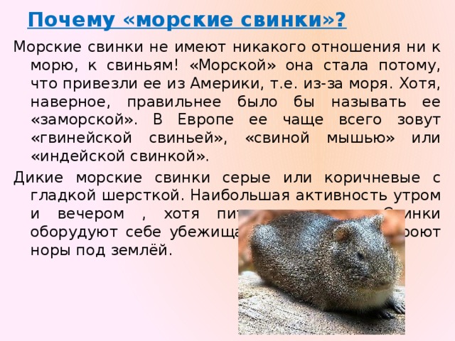 Почему «морские свинки»? Морские свинки не имеют никакого отношения ни к морю, к свиньям! «Морской» она стала потому, что привезли ее из Америки, т.е. из-за моря. Хотя, наверное, правильнее было бы называть ее «заморской». В Европе ее чаще всего зовут «гвинейской свиньей», «свиной мышью» или «индейской свинкой».  Дикие морские свинки серые или коричневые с гладкой шерсткой. Наибольшая активность утром и вечером , хотя питаются ночью. Свинки оборудуют себе убежища. Некоторые виды роют норы под землёй. 