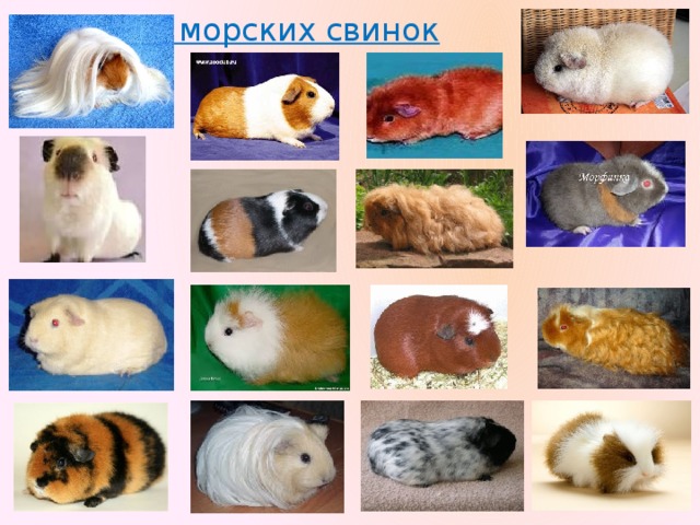 Породы морских свинок 