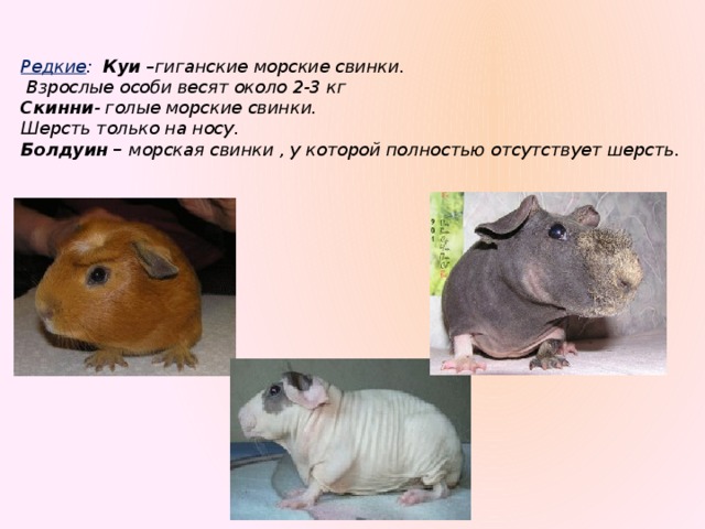 Редкие : Куи –гиганские морские свинки.  Взрослые особи весят около 2-3 кг  Скинни - голые морские свинки.  Шерсть только на носу.  Болдуин – морская свинки , у которой полностью отсутствует шерсть.   