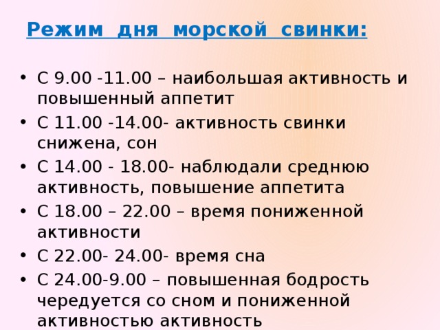 Режим дня морской свинки: С 9.00 -11.00 – наибольшая активность и повышенный аппетит С 11.00 -14.00- активность свинки снижена, сон С 14.00 - 18.00- наблюдали среднюю активность, повышение аппетита С 18.00 – 22.00 – время пониженной активности С 22.00- 24.00- время сна С 24.00-9.00 – повышенная бодрость чередуется со сном и пониженной активностью активность 