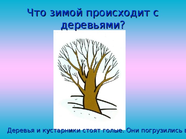 Что зимой происходит с деревьями? Деревья и кустарники стоят голые. Они погрузились в сон. 