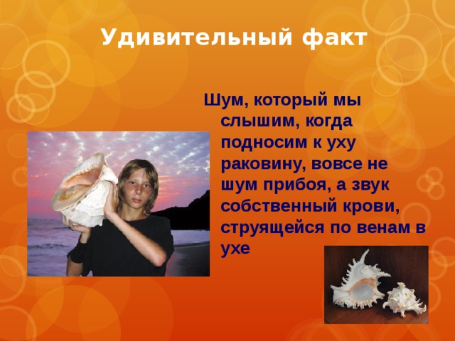 Удивительный факт Шум, который мы слышим, когда подносим к уху раковину, вовсе не шум прибоя, а звук собственный крови, струящейся по венам в ухе 