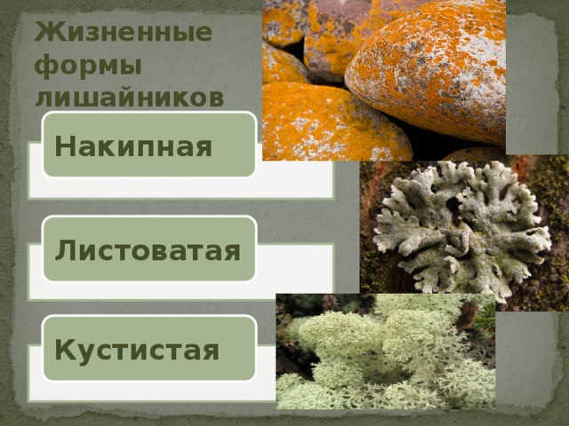 Жизненные формы лишайников Накипная Листоватая Кустистая 