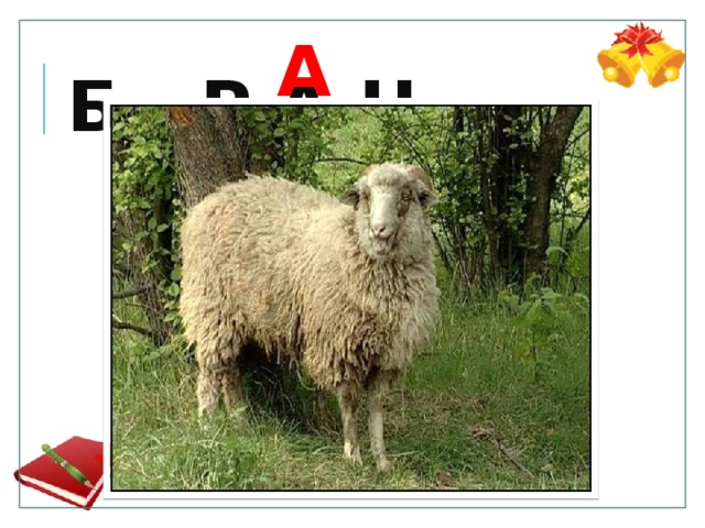 А Б . Р А Н 