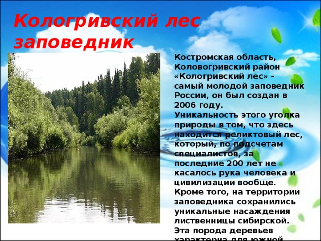 Кологривский лес заповедник Костромская область, Коловогривский район «Кологривский лес» - самый молодой заповедник России, он был создан в 2006 году. Уникальность этого уголка природы в том, что здесь находится реликтовый лес, который, по подсчетам специалистов, за последние 200 лет не касалось рука человека и цивилизации вообще. Кроме того, на территории заповедника сохранились уникальные насаждения лиственницы сибирской. Эта порода деревьев характерна для южной тайги, но никак не для европейской части России. 