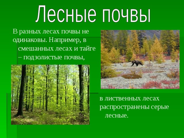 В разных лесах почвы не одинаковы. Например, в смешанных лесах и тайге – подзолистые почвы, в лиственных лесах распространены серые лесные. 