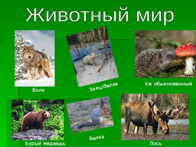 Заяц-беляк белка Еж обыкновенный Волк Лось Бурый медведь 