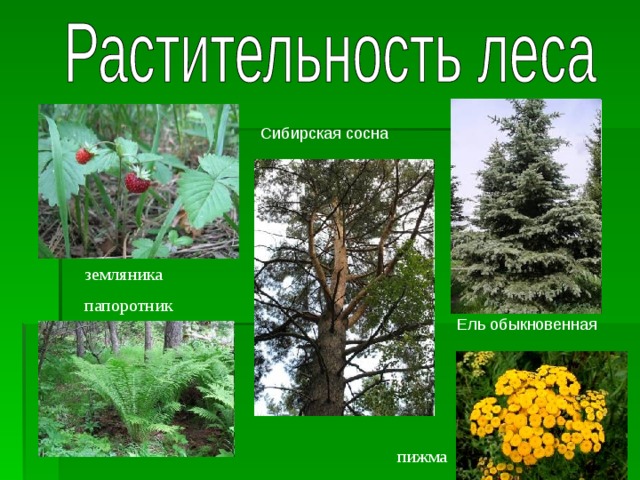 Сибирская сосна земляника папоротник Ель обыкновенная пижма 