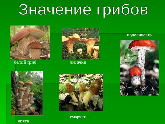 подосиновик белый гриб лисички сморчки опята 