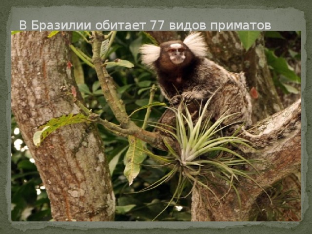 В Бразилии обитает 77 видов приматов 