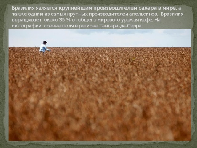 Бразилия является  крупнейшим производителем сахара в мире , а также одним из самых крупных производителей апельсинов. Бразилия выращивает около 35 % от общего мирового урожая кофе. На фотографии: соевые поля в регионе Тангара-да-Серра.   