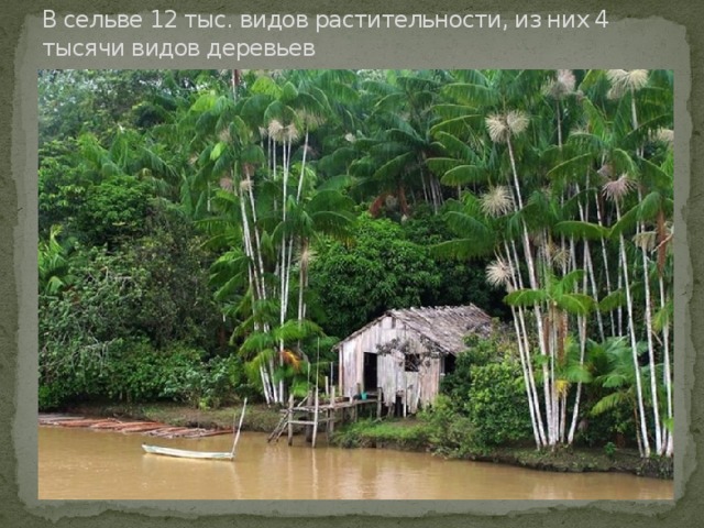 В сельве 12 тыс. видов растительности, из них 4 тысячи видов деревьев   