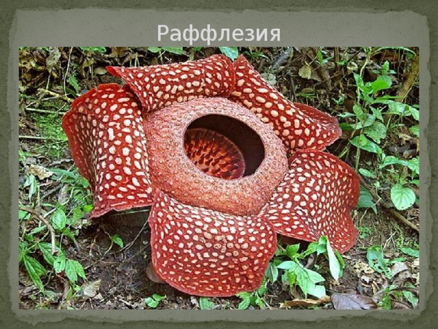 Раффлезия 