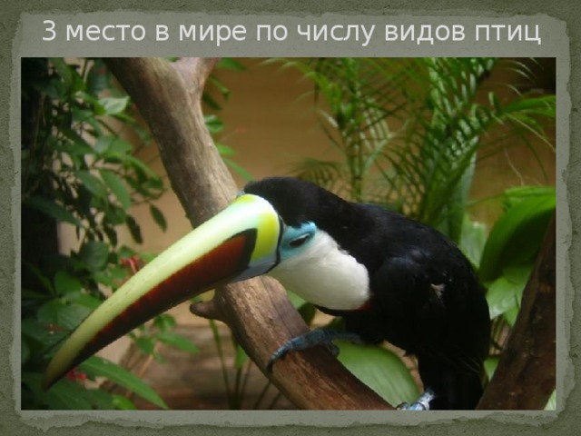 3 место в мире по числу видов птиц 