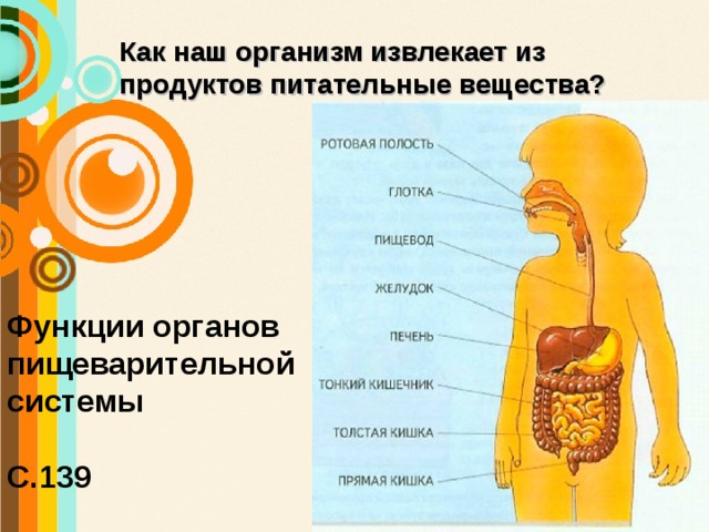 Как наш организм извлекает из продуктов питательные вещества? Функции органов пищеварительной системы  С.139 