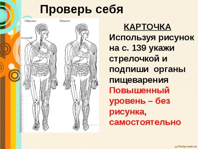 Проверь себя  КАРТОЧКА Используя рисунок на с. 139 укажи стрелочкой и подпиши органы пищеварения Повышенный уровень – без рисунка, самостоятельно 