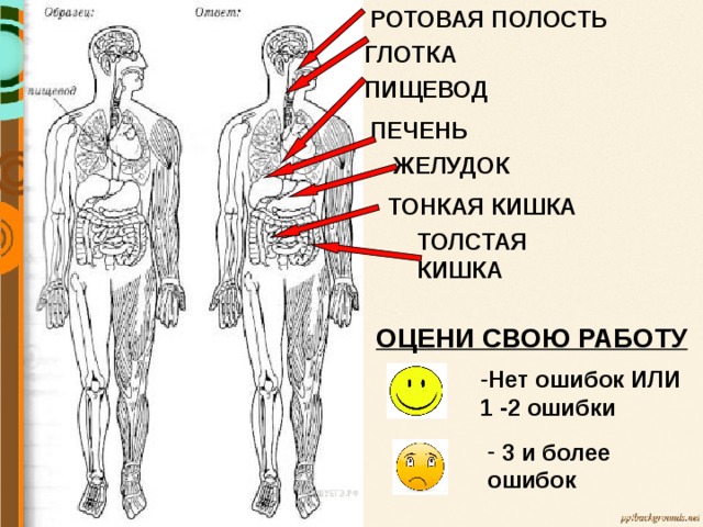 РОТОВАЯ ПОЛОСТЬ  3 и более ошибок ГЛОТКА ПИЩЕВОД ПЕЧЕНЬ ЖЕЛУДОК ТОНКАЯ КИШКА ТОЛСТАЯ КИШКА ОЦЕНИ СВОЮ РАБОТУ  Нет ошибок ИЛИ 1 -2 ошибки 
