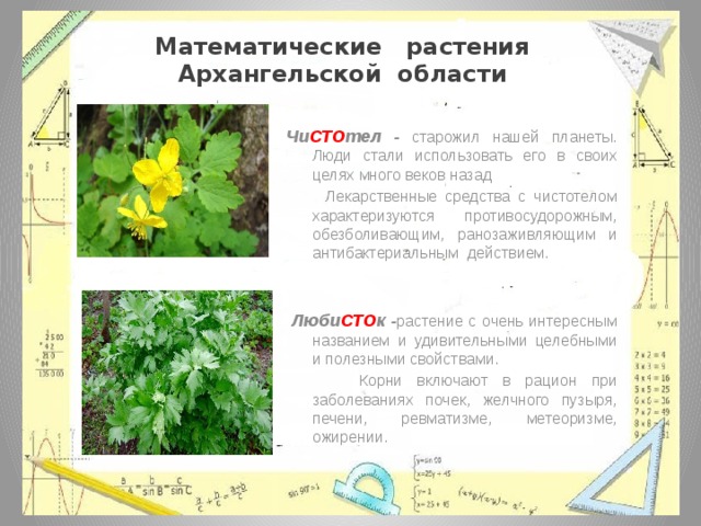 Математические растения Архангельской области        Чи СТО тел - старожил нашей планеты. Люди стали использовать его в своих целях много веков назад  Лекарственные средства с чистотелом характеризуются противосудорожным, обезболивающим, ранозаживляющим и антибактериальным действием.     Люби СТО к - растение с очень интересным названием и удивительными целебными и полезными свойствами.  Корни включают в рацион при заболеваниях почек, желчного пузыря, печени, ревматизме, метеоризме, ожирении.  