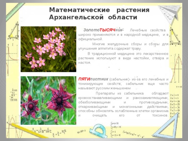  Математические растения Архангельской области     Золото ТЫСЯЧ ник-  Лечебные свойства широко применяются и в народной медицине, и в официальной.  Многие желудочные сборы и сборы для улучшения аппетита содержат траву.  В традиционной медицине это лекарственное растение используют в виде настойки, отвара и настоя.    ПЯТИ листник  (сабельник)- из-за его лечебных и тонизирующих свойств, сабельник еще часто называют русским женьшенем  Препараты из сабельника обладают кровоостанавливающими и ранозаживляющими, обезболивающими и противозудными, отхаркивающими и мочегонными действиями, способны обновлять ослабленные клетки организма и очищать его от токсинов.    