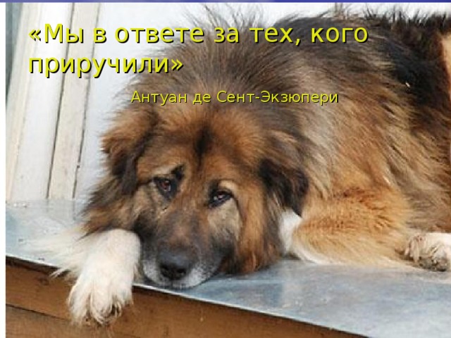 «Мы в ответе за тех, кого приручили»   Антуан де Сент-Экзюпери 