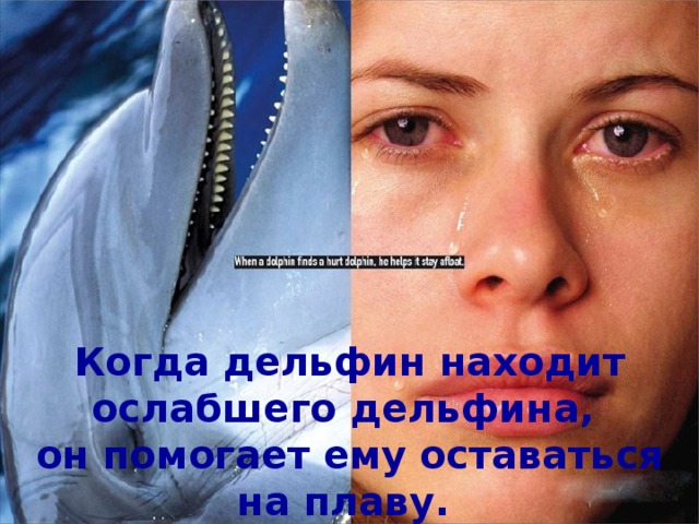 Когда дельфин находит ослабшего дельфина,  он помогает ему  оставаться на плаву.    