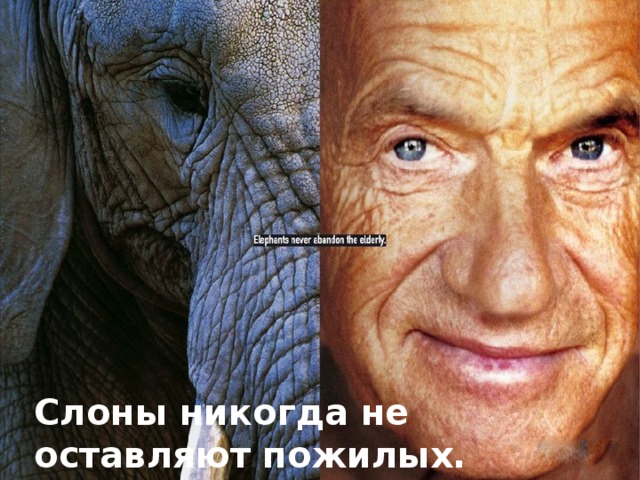 Слоны никогда не оставляют пожилых. 