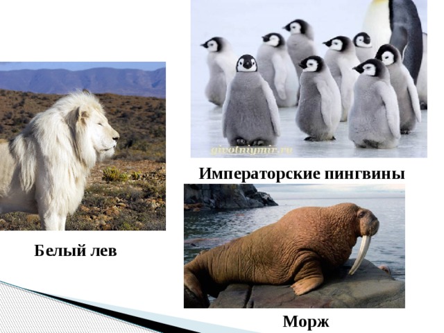 Императорские пингвины Белый лев Морж 